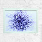 BLOSSOM - SERIES 5